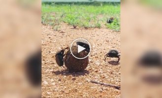 Funny battle of dung beetles