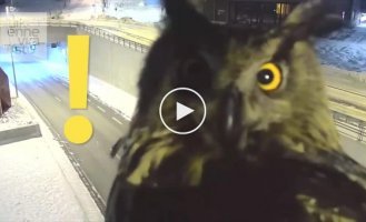 В Финляндии сова уселась перед камерой видеонаблюдения и помешала полиции следить за порядком на дорогах