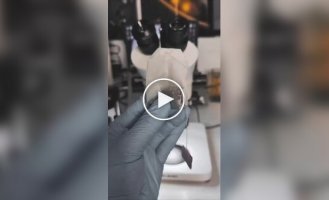 Любителям чайных пакетиков посвящается
