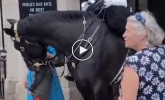 Гвардеец Елизаветы II наорал на туристку за то, что она прикоснулась к поводьям лошади