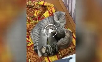 Tiny kittens fight for milk
