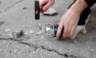 Спасение застрявшего котенка