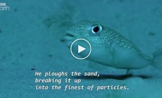 A real artist: what beauty a male puffer fish creates to find a mate