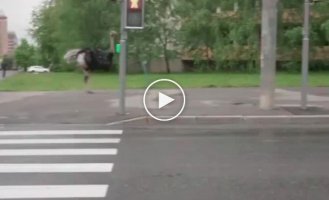 An ostrich appeared in Moscow that runs after cars