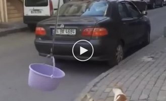 A cat and his personal elevator in the shape of a bucket