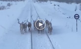 Here are deer, deer in nature!: in Yakutia, the herd did not share the road with the train