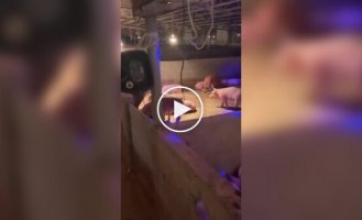 A man organizes discos for his pets