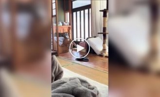 Попытка кота забраться в коробку