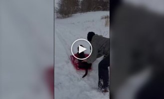 Собаки, которые обожают снег