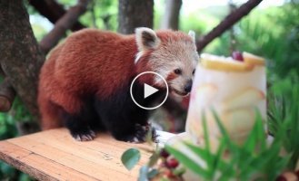 Красная панда с размахом отпраздновала своё 16-летие