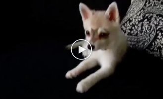 Щенок и долька лайма