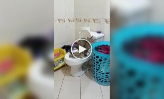 The cat unpleasantly surprised the owner