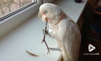 Палка-чесалка для попугая
