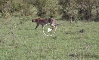 Antelope protected its cub from a cheetah