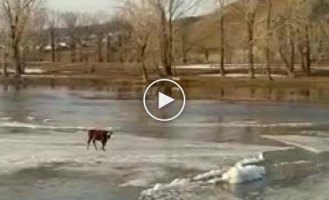 A cow stuck on a drifting ice floe saved itself