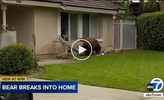 In California, a bear entered a house and stole cookies.