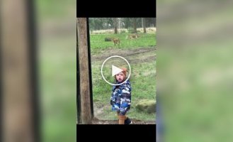 A lioness started hunting a child in a safari park in the Netherlands