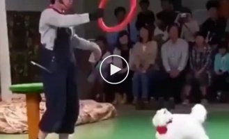 Funny and indecisive cat is preparing to jump through the hoop