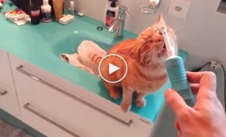 Этот кот просто обожает массаж от электрической зубной щетки