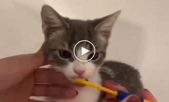Kittens take water treatments