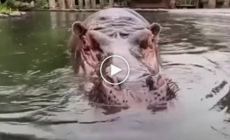 Hippopotamus mouth and teeth check