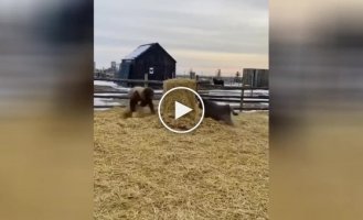 A calf plays tag with a man