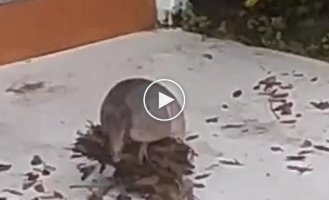 How armadillos collect leaves for their shelters