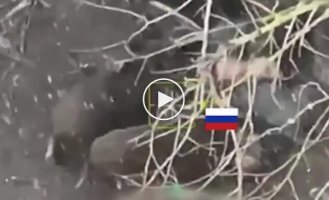 Wild boars eat the bodies of Russian marines abandoned on an island in the Kherson region