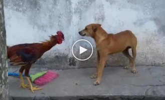 Петух против собаки