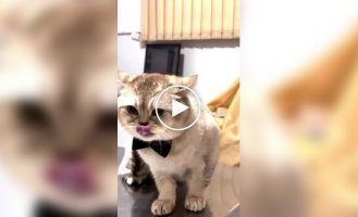 Против кота использовали его главную слабость