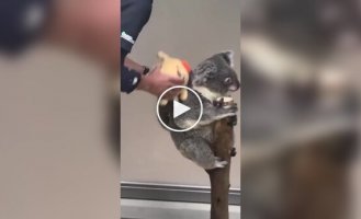 Як зважити дитинча коали без стресу