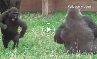 There is a new addition to the gorilla family and the reaction of the older brother to the baby