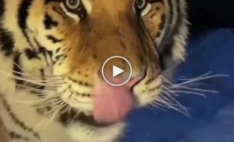A tiger stumbled upon a camera trap