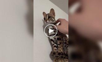 Чарівна азіатська леопардова кішка