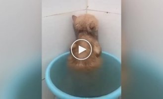 Обиженный купанием кот стал звездой соцсети