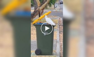 Папуга показав навички сортувальника сміття