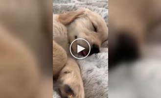A selection of puppies that act up in their sleep