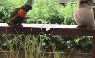 Любопытный попугай попытался завести знакомство с равнодушной кукабарой