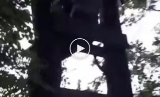 A Ukrainian soldier fires a Javelin ATGM from a tree
