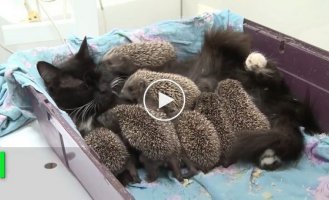 Mama Musya. The cat that adopted eight orphaned hedgehogs