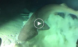 Гигантская акула перекусила рыбой и заглянула в батискаф к учёным