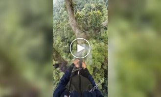 Wild bee honey collection