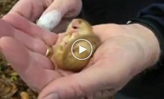 Громкий храп у маленького хомяка