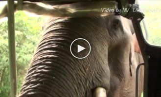 Невоспитанный слон клянчит еду