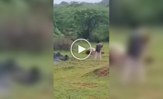 A Tourist Tried to Interrupt a Lion's Meal: The Man Later Regretted It