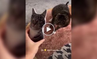 Реакція котів на їх плюшеві копії