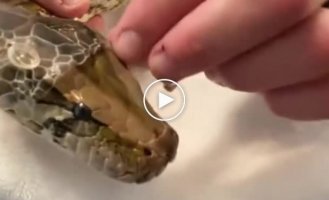 What does unpacking a snake look like?