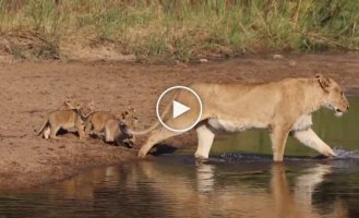 Милое видео с переходом семейства львов через неглубокую реку