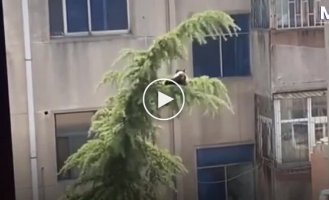 Семья спасла застрявшую кошку с помощью необычной конструкции