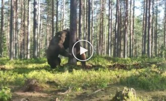 Медведи видимо дерево не поделили